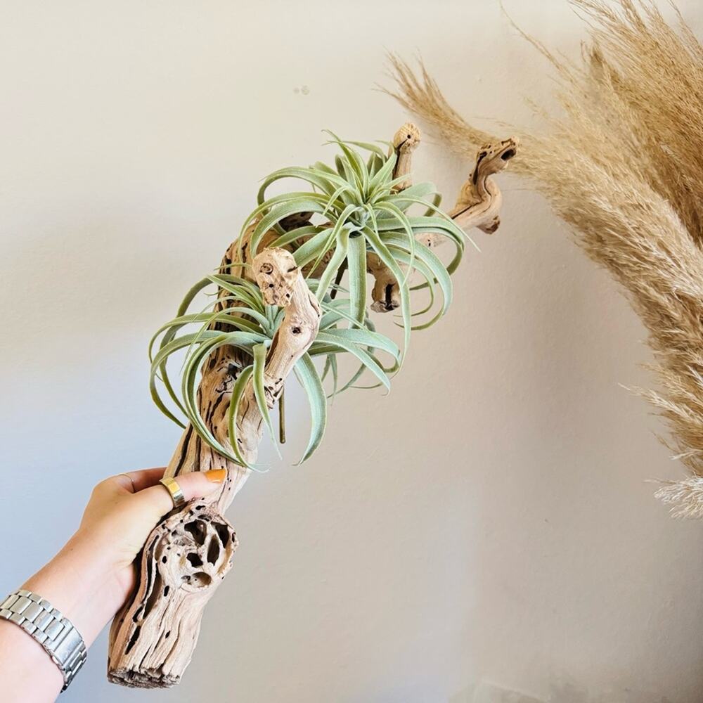 NEW POTTERY BARN Tan Grape Wood Mint Green Faux Air Plant Tabletop Decor Display - Picture 2 of 13